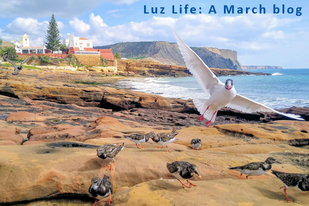 Animated birds on the rocks near Prainha beach in Praia da Luz