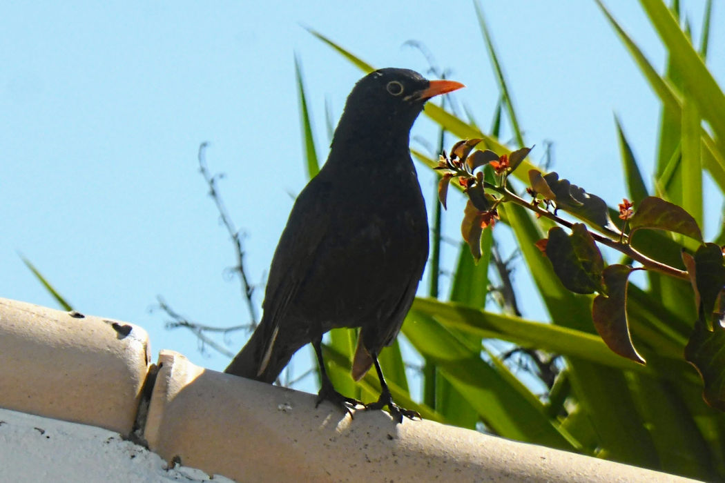 The inquisitive look of Claude the blackbird sitting on the wall at Ocean Villas Luz