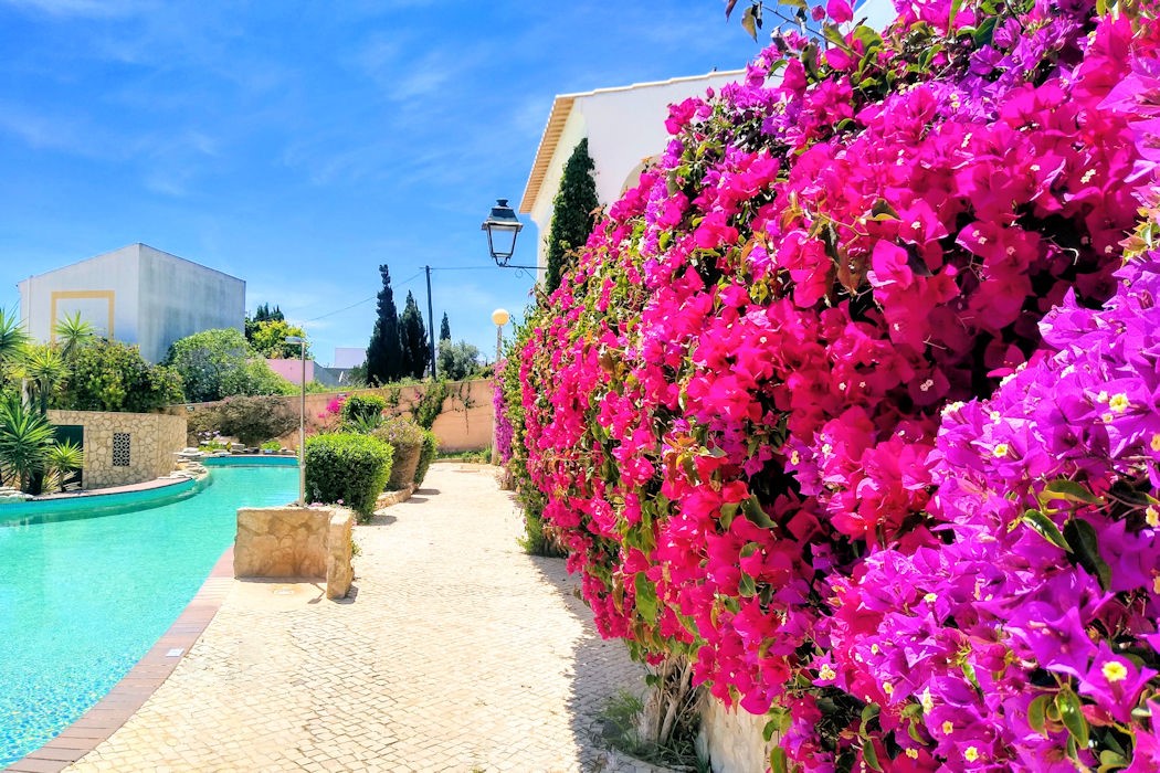 The radiant flowers at Ocean Villas Luz compliment the alluring pool and cream coloured terrace