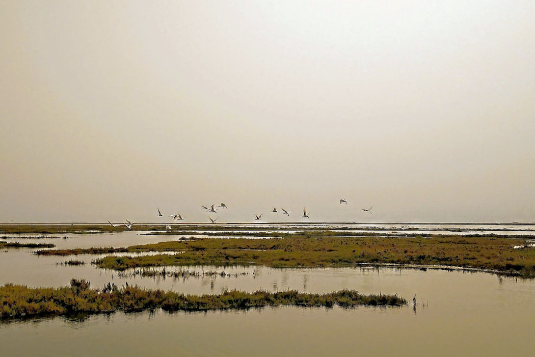 Spoonbills fly across the Ria Formosa, Algarve as the sun begins to set over the marshes,